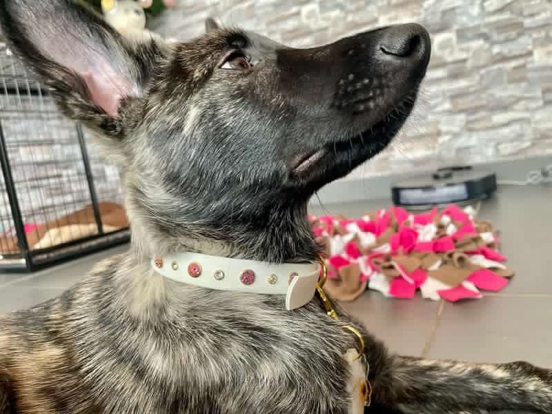 Shinning Star