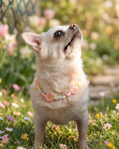 Daisy